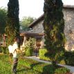 olive garden lawn spray pest control chinch bugs ants