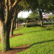 olive garden lawn spray pest control chinch bugs ants