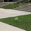 lawn care st. augustine grass sanford florida debary lawn grass problems weed in