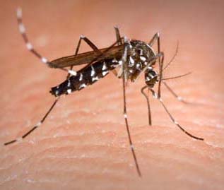 asian tiger mosquito, dieases. mosquito bites,  tips, blood sucking insects,