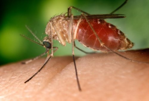 mosquito diseases, Chikungunya, Encphalititis, Dengue Fever. mosquito bites, 